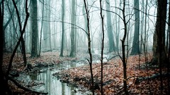 Trees streams mist forests
