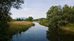 Trees streams rivers