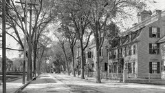 Trees street grayscale