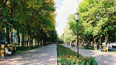 Trees streets