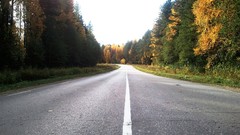 Trees streets forests