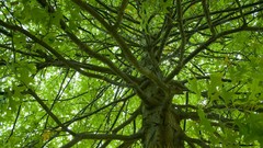 Trees summer branches Green