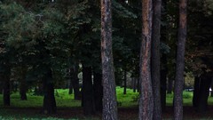 Trees summer magic Green Fairies tales forests macabre