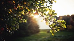 Trees sun apples sunlight fruit trees