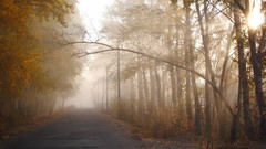 Trees sun autumn branches light silhouettes paths mist