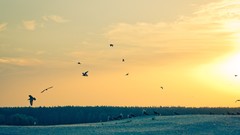 Trees sun Birds skies