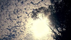 Trees sun blue clouds silhouettes skies