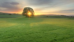 Trees sun light Green meadows evening