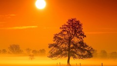 Trees sun monochrome mist