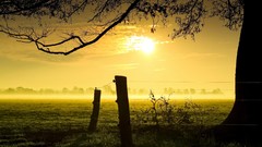 Trees sun monochrome mist fields