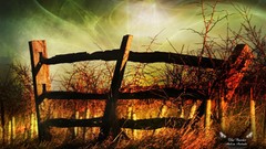 Trees sun oranges Orange Sun Biutiful (movie)