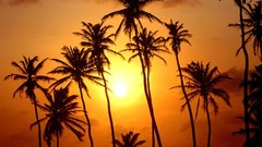 Trees sun paradise palm trees Brazil