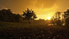 Trees sun rain