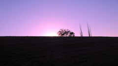 Trees sun violet sky