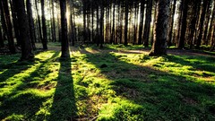 Trees sunlight forests
