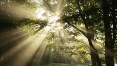 Trees sunlight forests sun flare