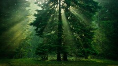 Trees sunlight Green forest nature grass landscape leaves mist