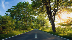 Trees sunlight roads