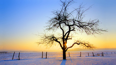 Trees sunrise winter