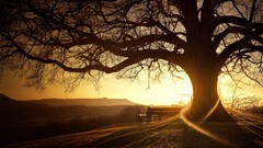 Trees sunset landscape bench digital art outdoors sunlight dark