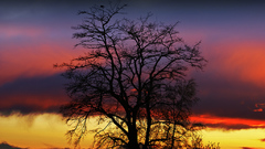 Trees sunset nature