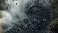 Trees surrealism forests digital art Kiyo Murakami