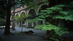 Trees Tokyo Bridges cities