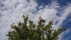 Trees took myself high