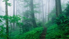 Trees trail mist forests