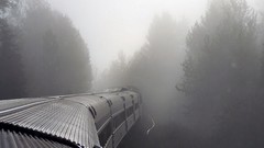 Trees trains fog mist