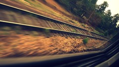 Trees trains railroad tracks