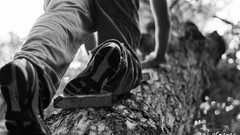 Trees tree climbing bstrange bobby strange