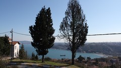 Trees Turkey Istanbul