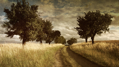 Trees vintage fields