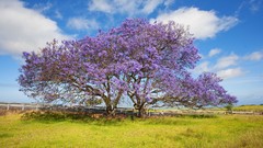 Trees Violet Hawaii