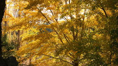 Trees wald nature autumn