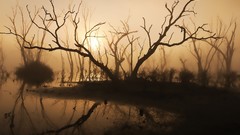 Trees water branches silhouettes monochrome reflections