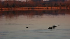 Trees water dark Boats sunny Wood