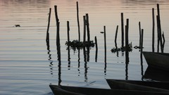 Trees water dark Boats sunny Wood