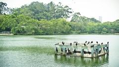 Trees water Green Brazil lakes Parks Cormorant agua Sao Paulo 