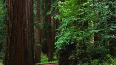 Trees water land roads waterfalls lakes forests skyscapes