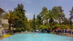 Trees water palm trees iran shiraz