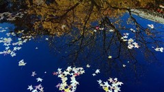 Trees water reflections bing fallen leaves