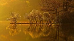 Trees water reflections rivers