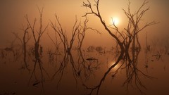 Trees water sun branches lakes reflections