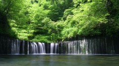 Trees waterfalls forests