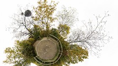 Trees white background surreal