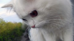 Trees white cats streets