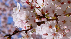 Trees widescreen nature