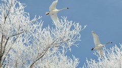 Trees winter Animals Swans